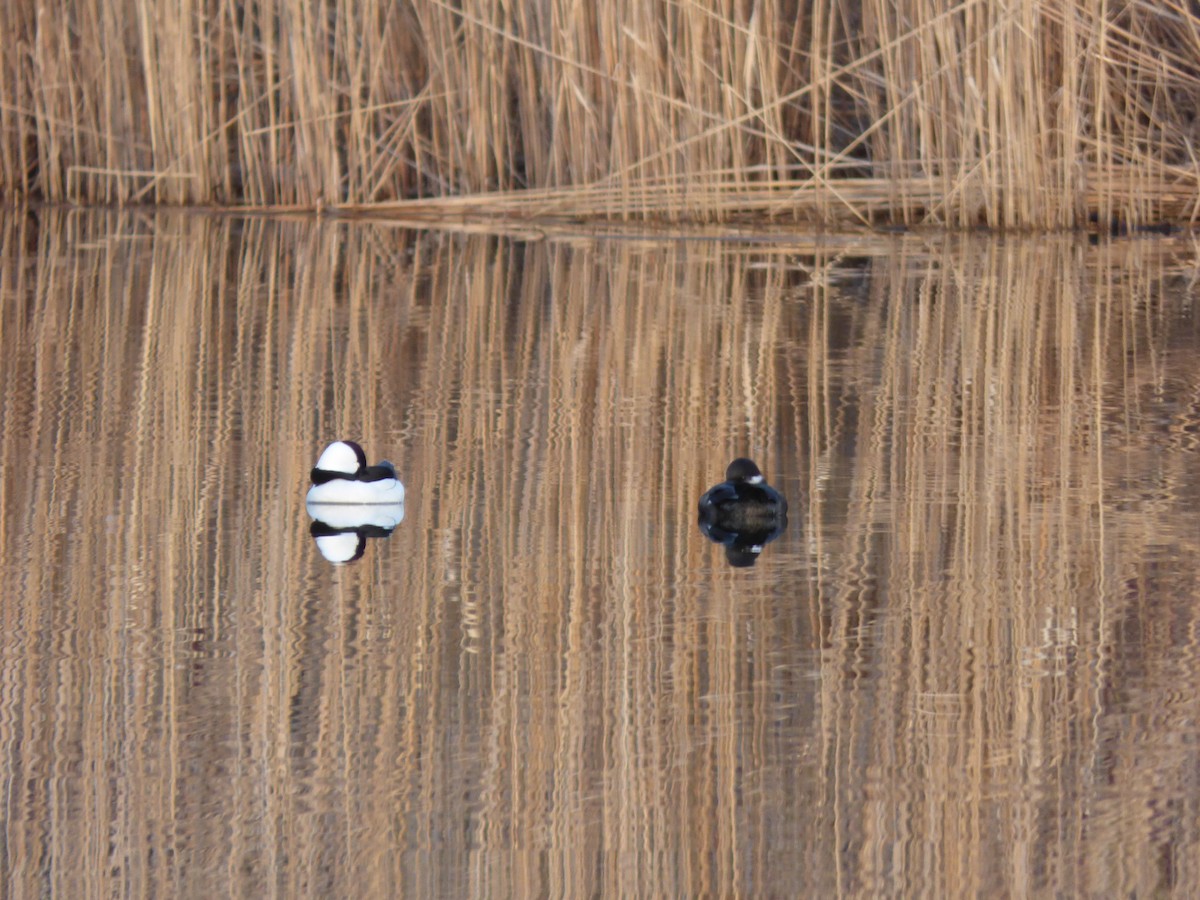 Bufflehead - ML324925651