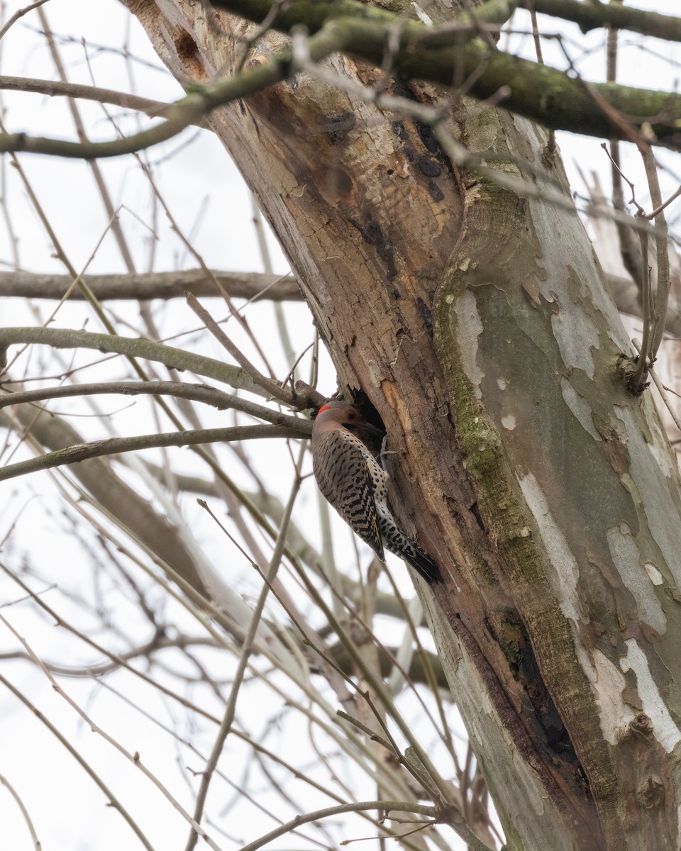 Northern Flicker - ML324925731