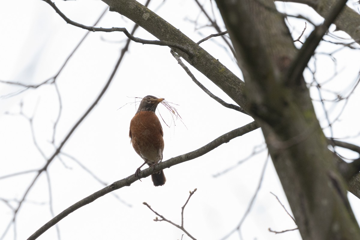American Robin - ML324925801