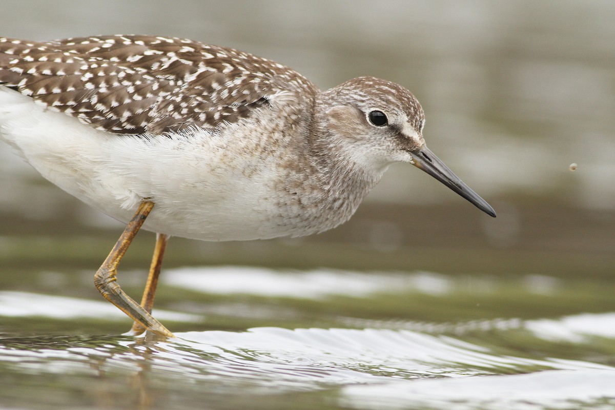 Lesser Yellowlegs - Evan Lipton