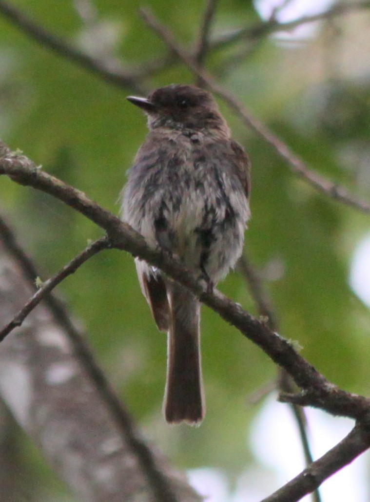 Eastern Phoebe - ML32492751