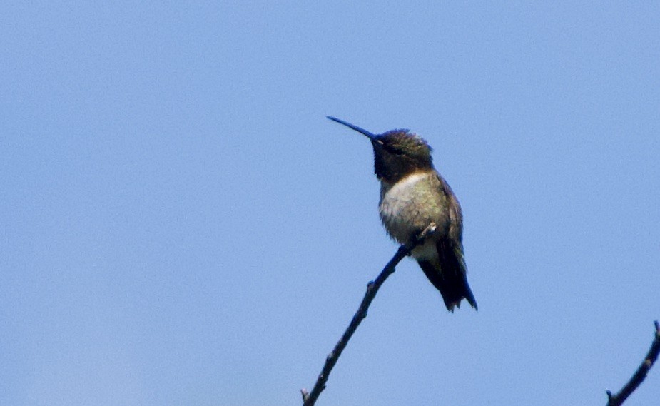 Black-chinned Hummingbird - ML324928501
