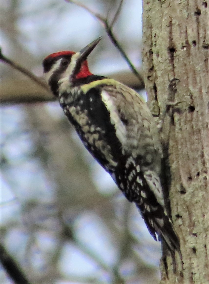 Yellow-bellied Sapsucker - David English