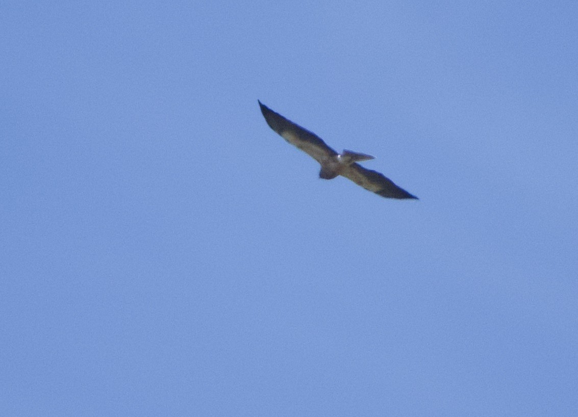 Swainson's Hawk - ML324931441