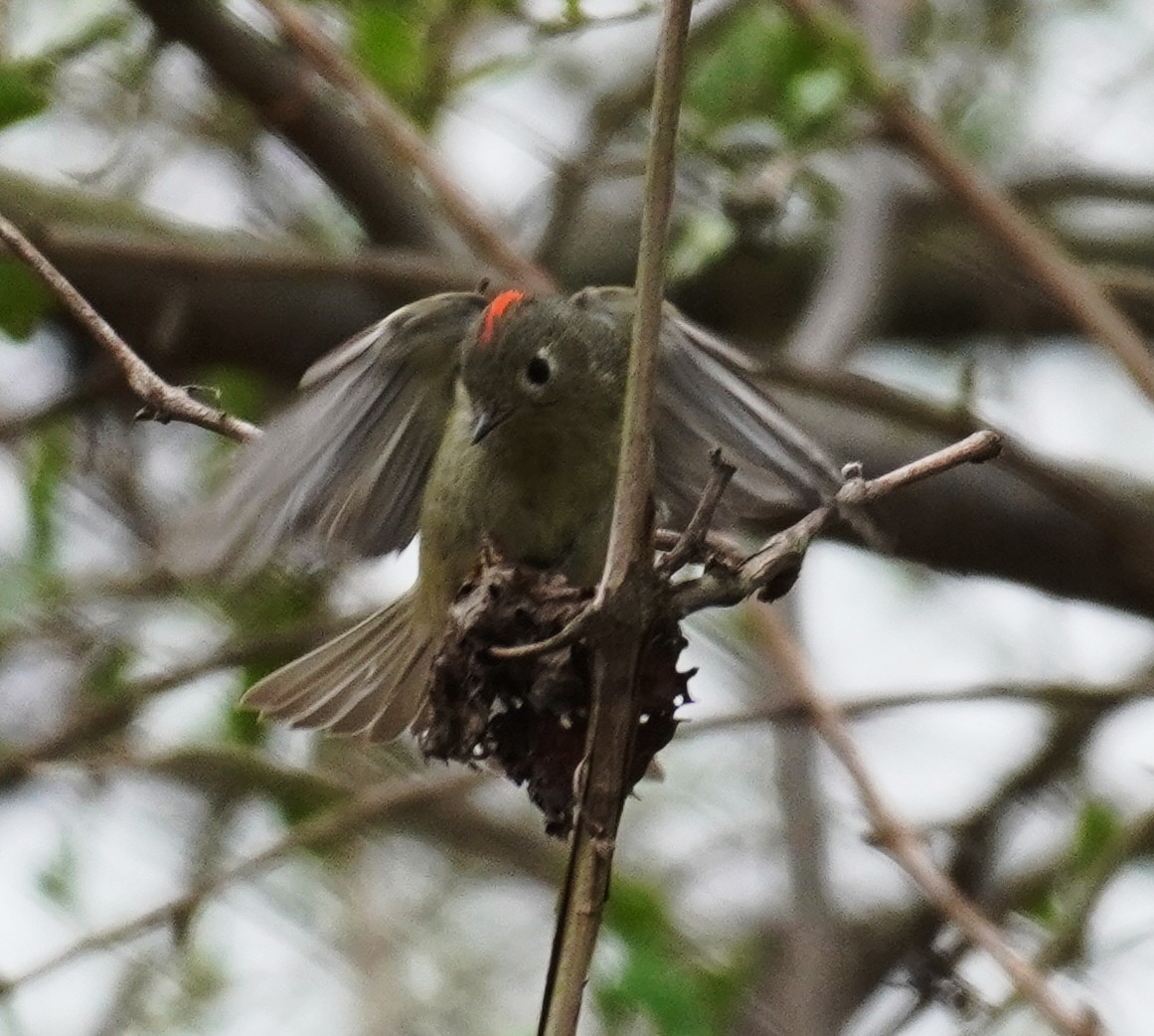 Ruby-crowned Kinglet - ML324931981