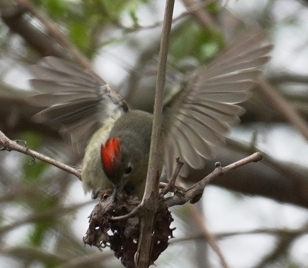 Ruby-crowned Kinglet - ML324932041