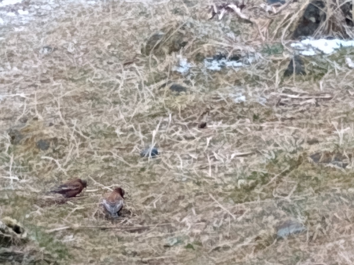 Gray-crowned Rosy-Finch - ML324932261