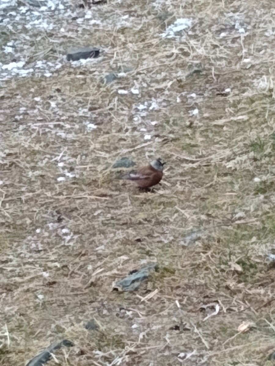 Gray-crowned Rosy-Finch - ML324932601