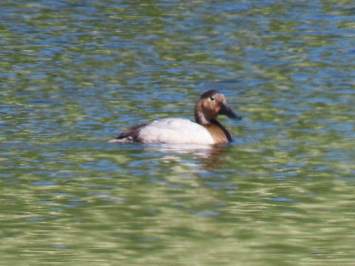 Canvasback - ML324933271