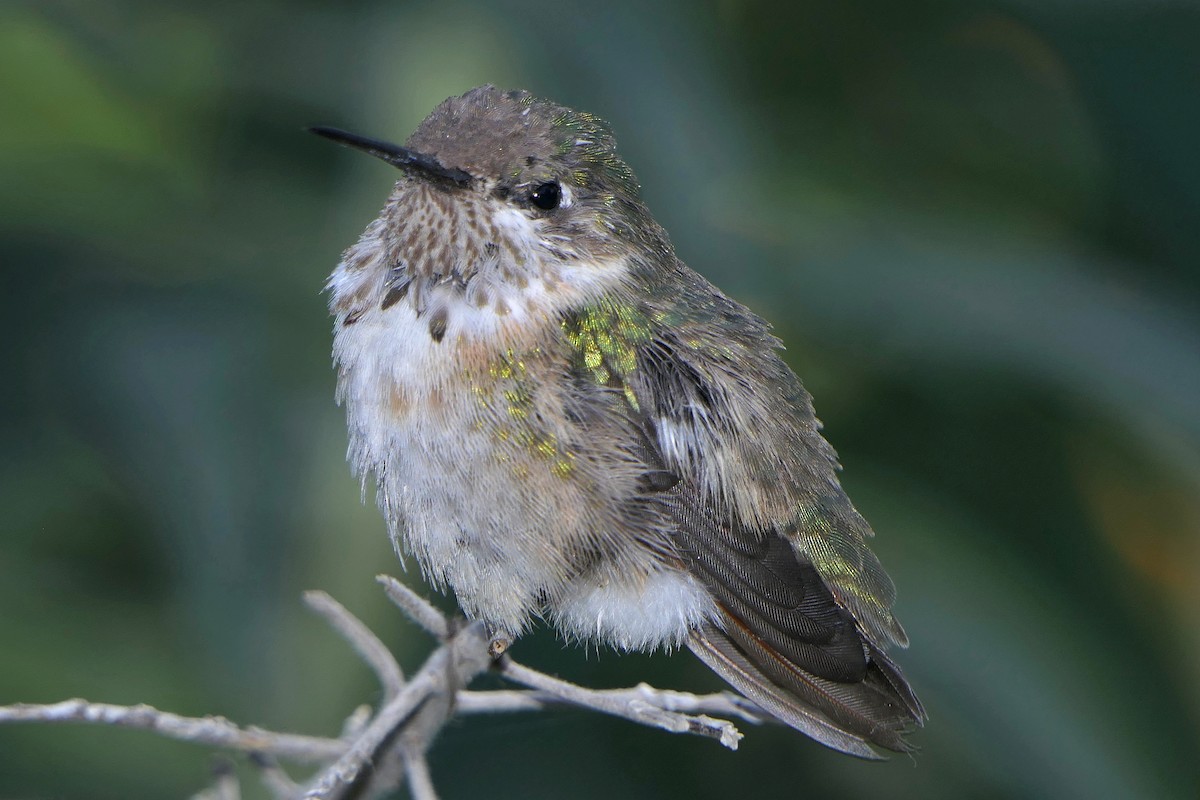 Calliope Hummingbird - ML324933971
