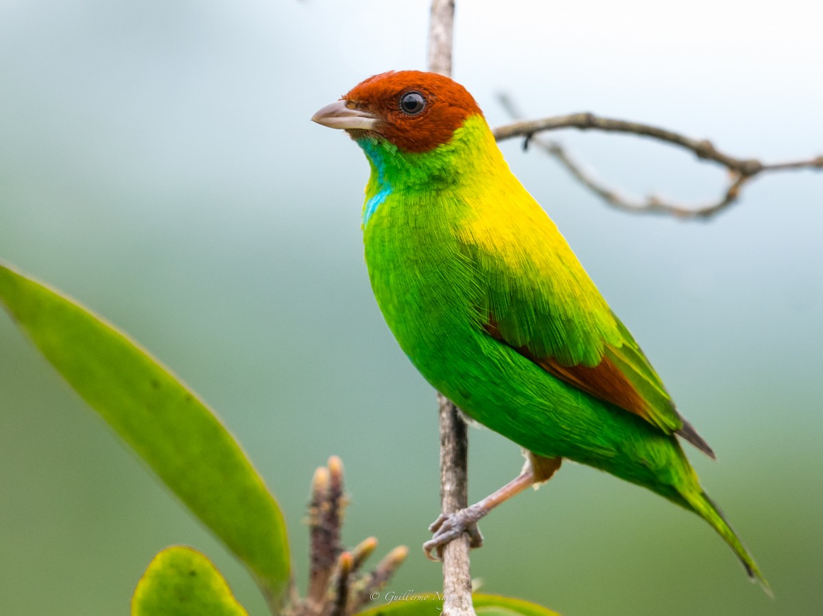 Rufous-winged Tanager - Guillermo NAGY Aramacao Tours