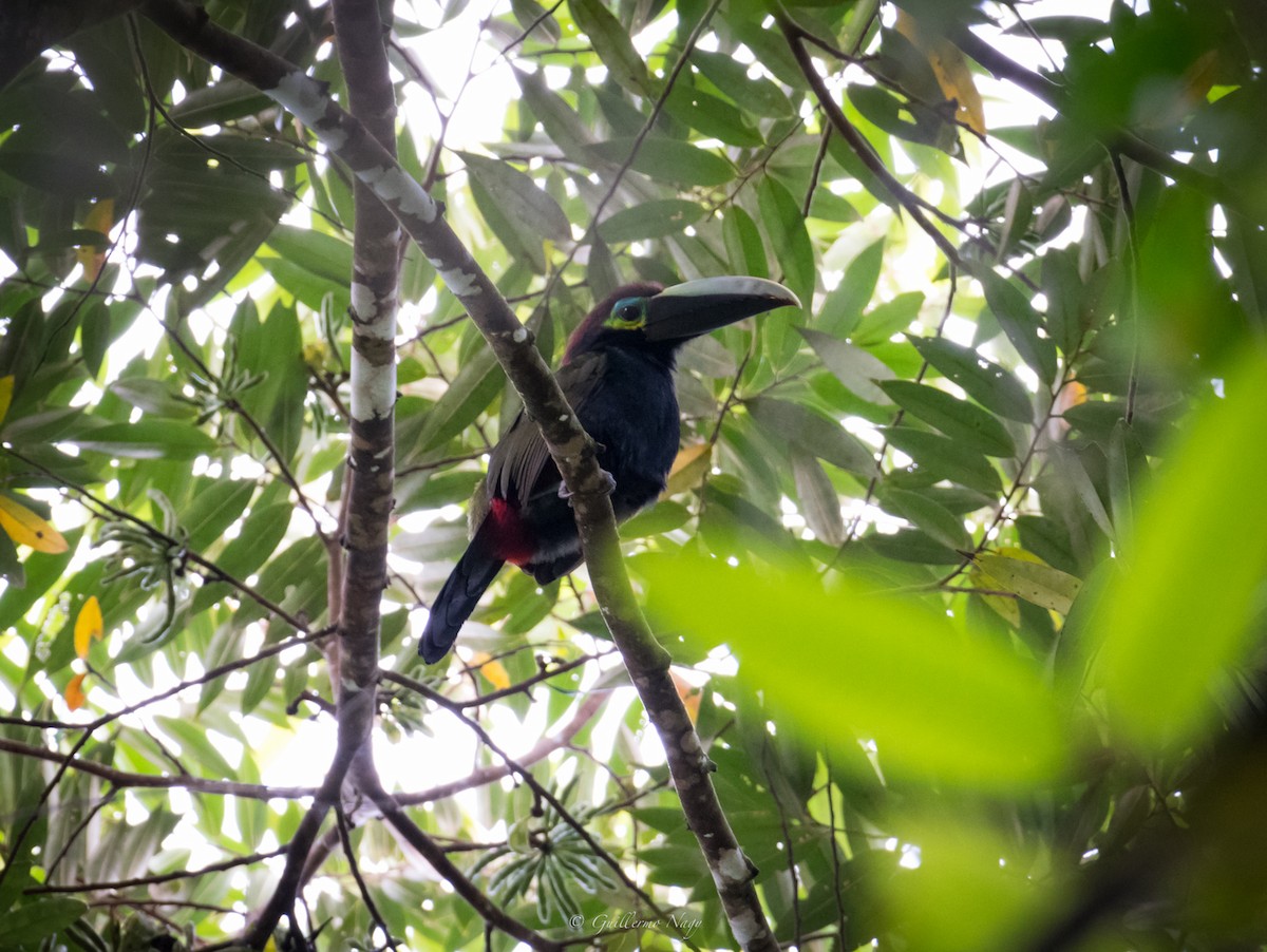 Yellow-eared Toucanet - ML324936691