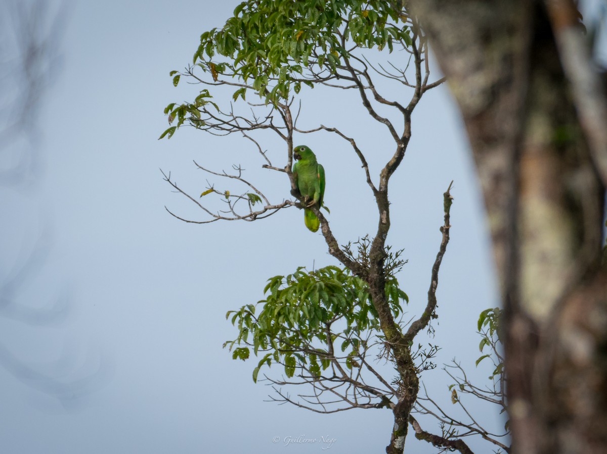 Mealy Parrot - ML324936921