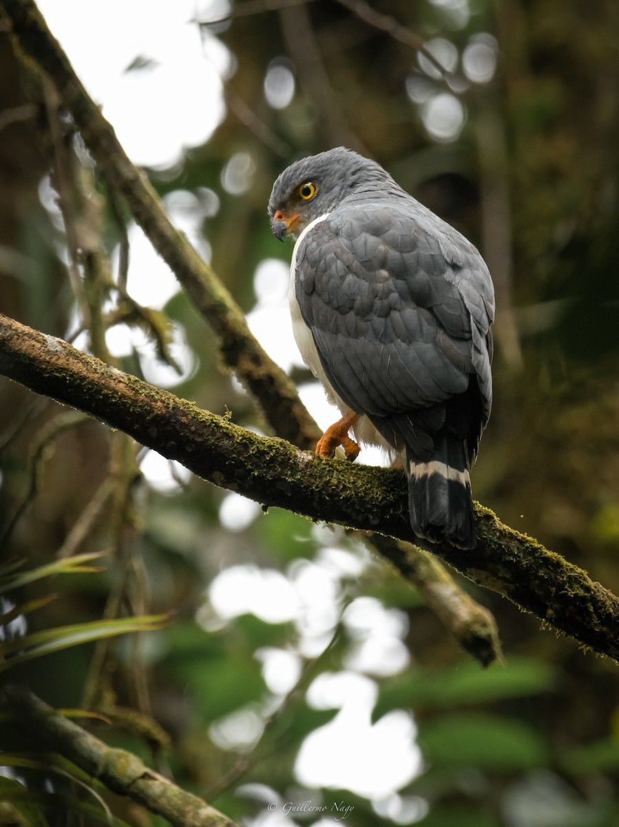 Semiplumbeous Hawk - ML324937761