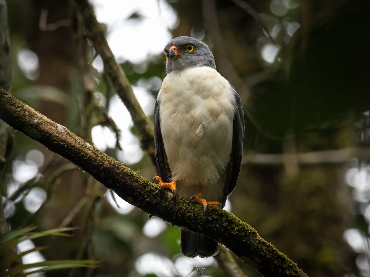 Semiplumbeous Hawk - ML324937791