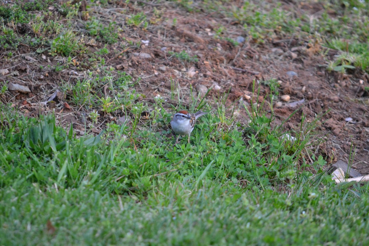 Chipping Sparrow - Daniel Bosko