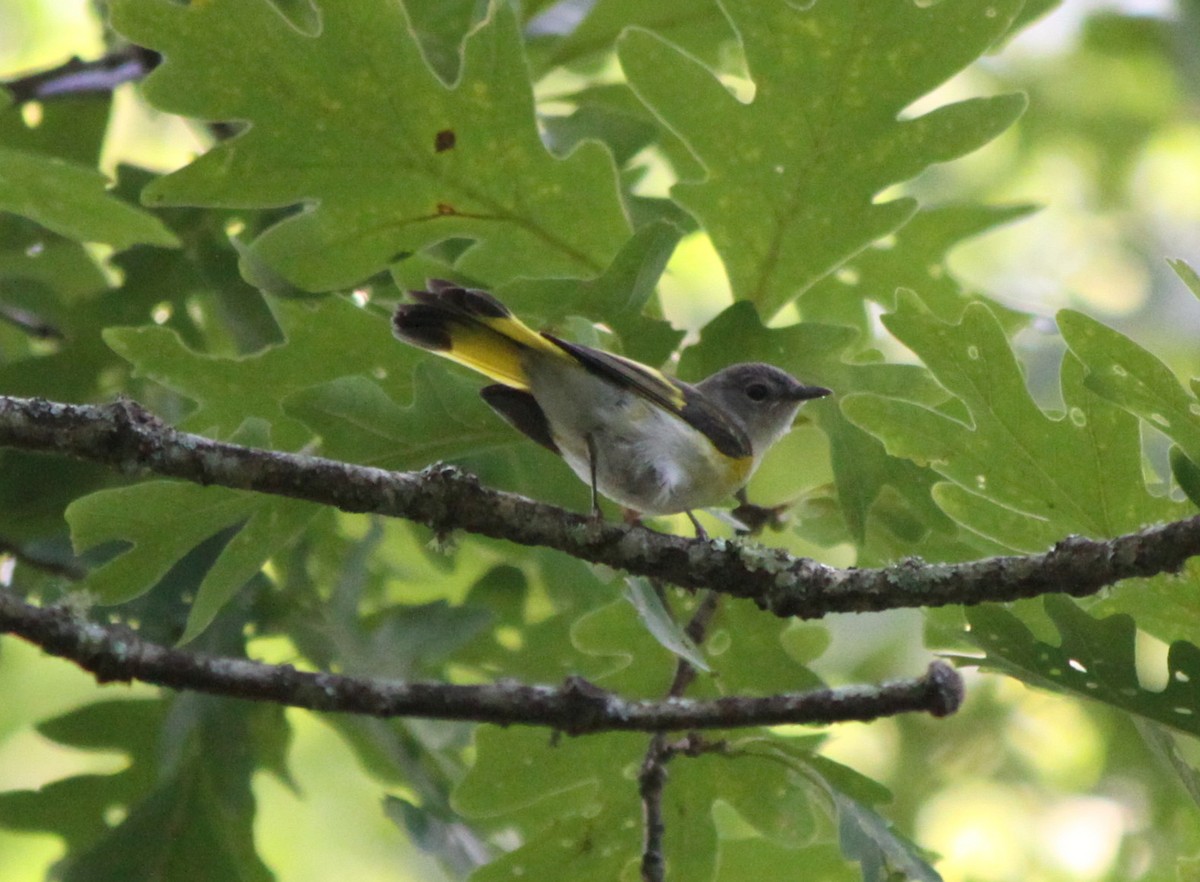 American Redstart - ML32493871