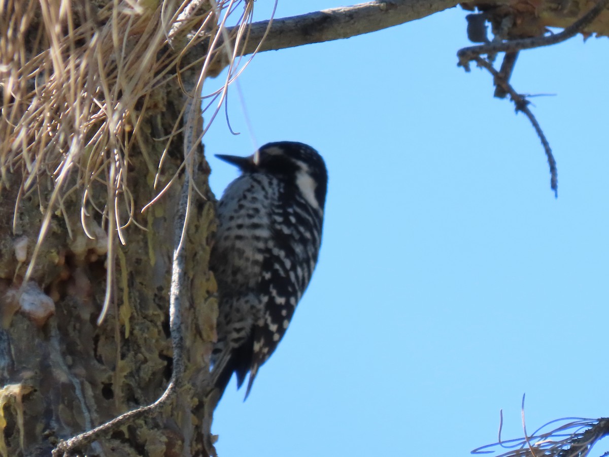 Nuttall's Woodpecker - ML324938851