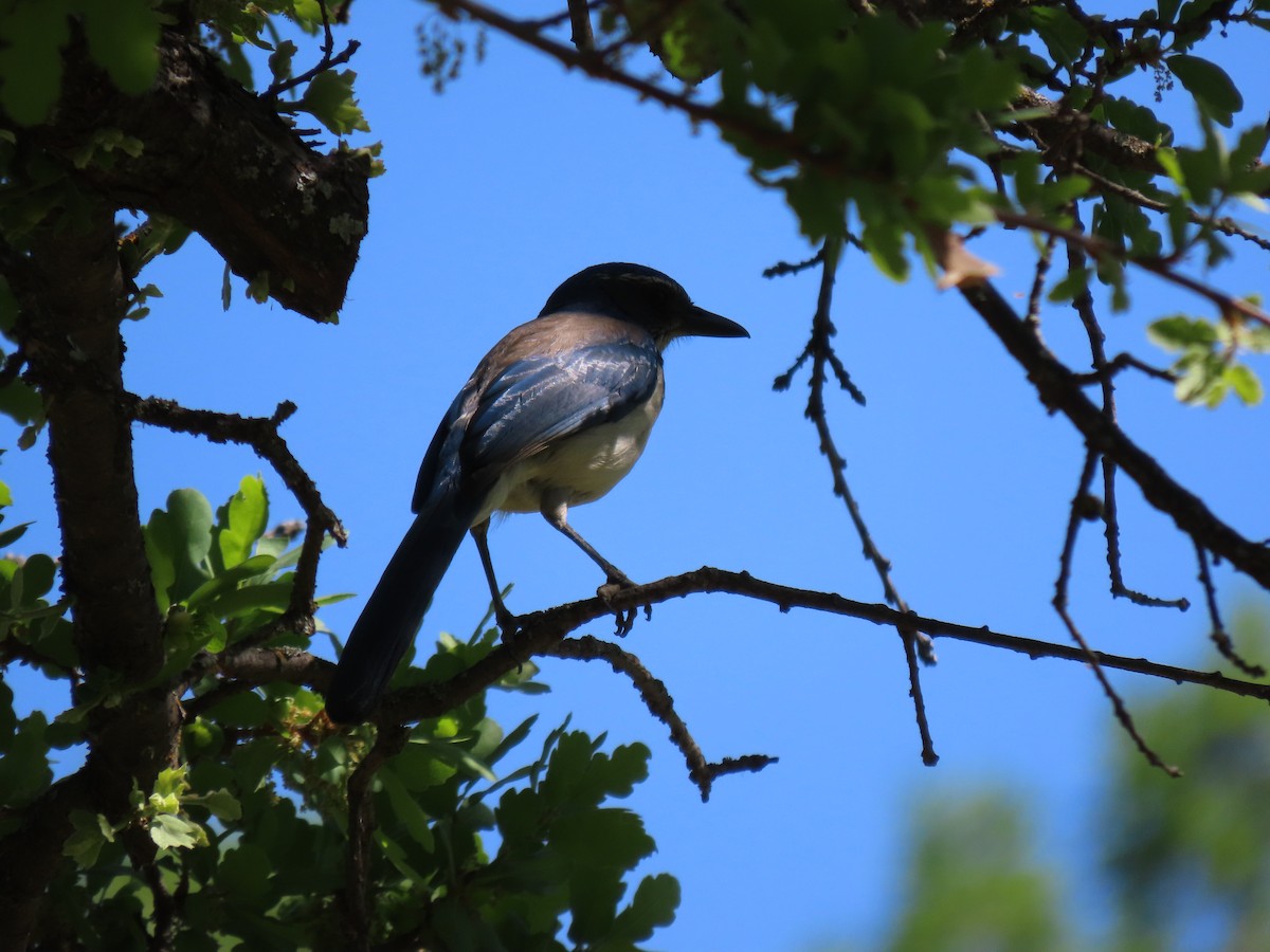 California Scrub-Jay - ML324939201