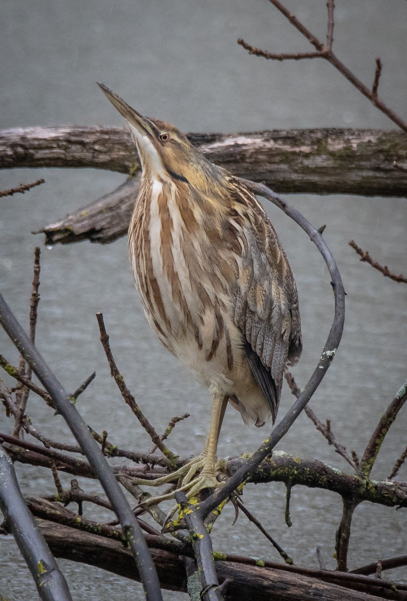 American Bittern - ML324939291