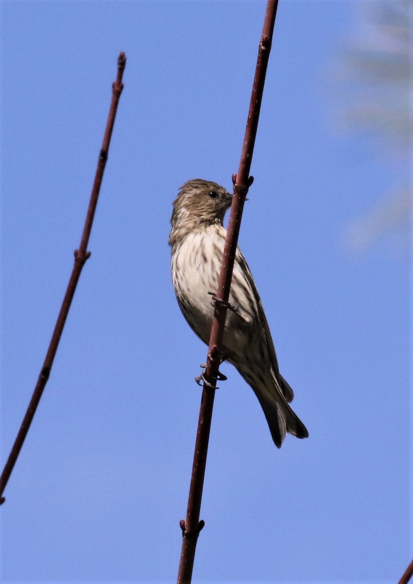 Pine Siskin - Bradley Waggoner