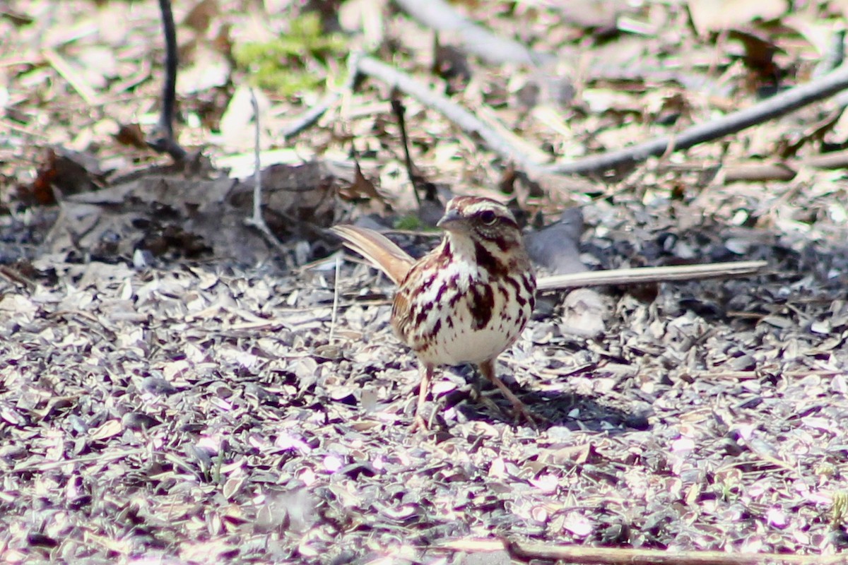 Song Sparrow - ML324939981