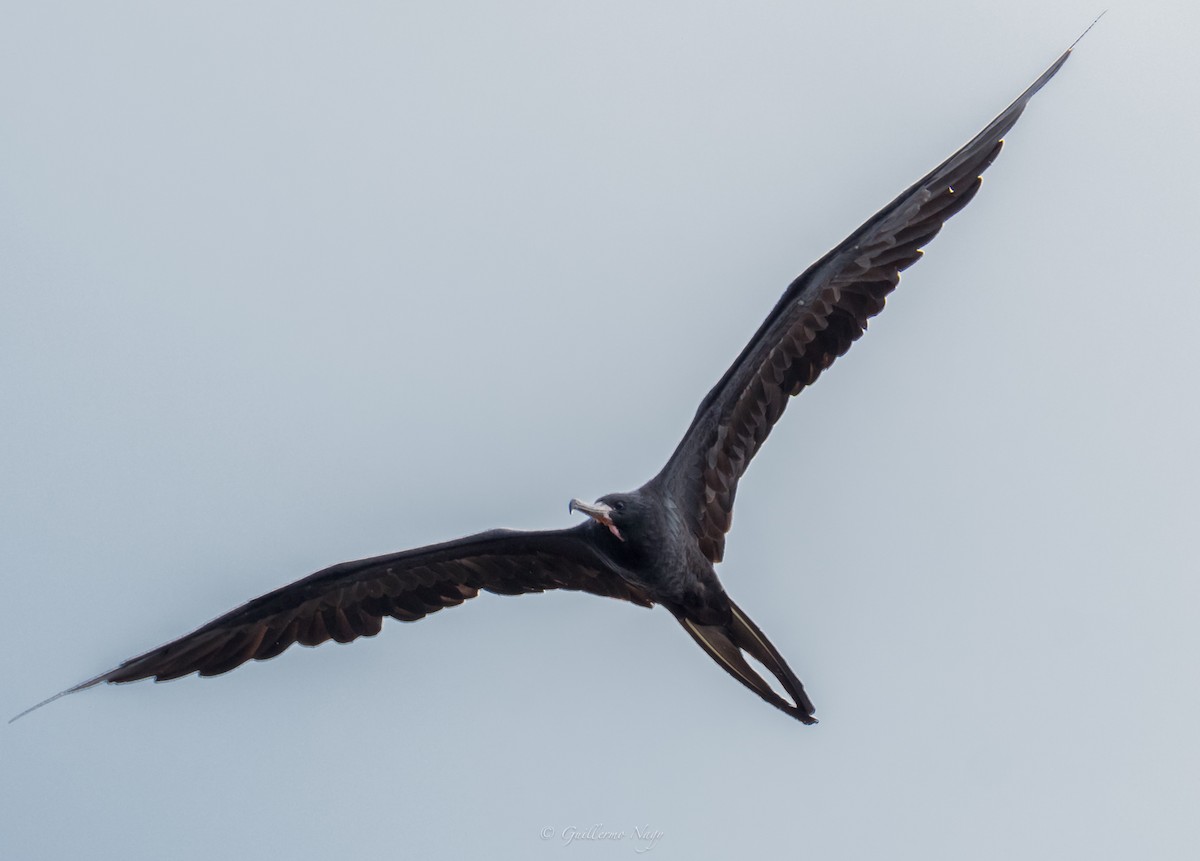 Magnificent Frigatebird - ML324940151