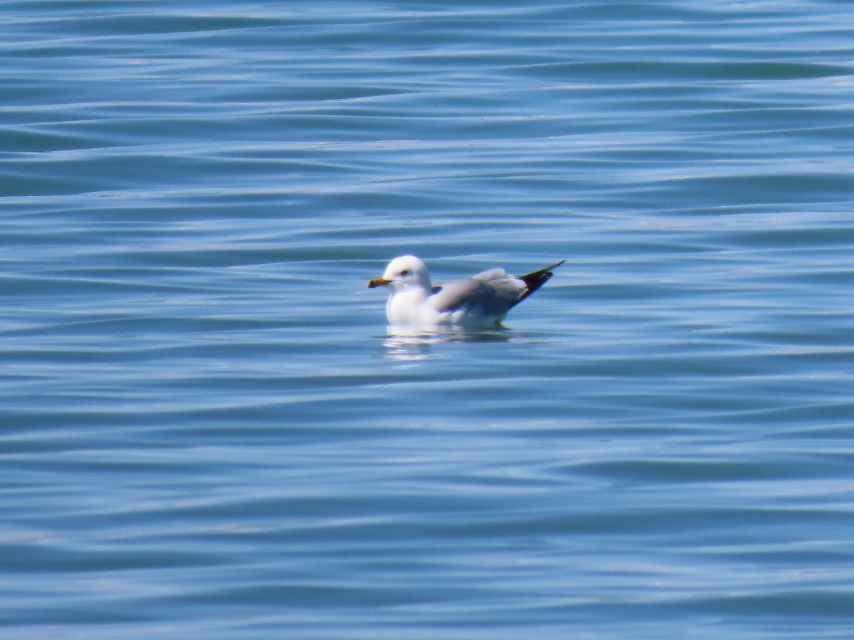 Ring-billed Gull - ML324940971