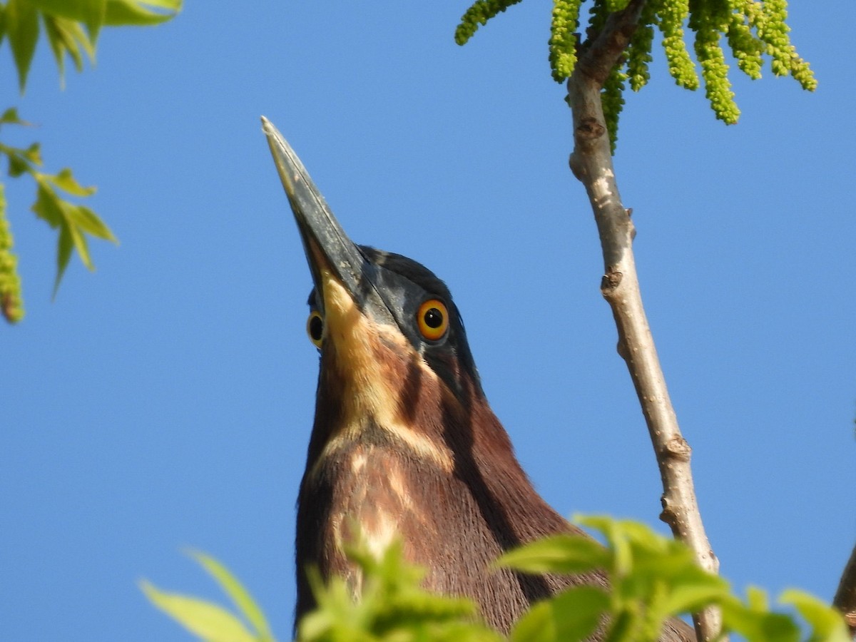 Green Heron - ML324942991