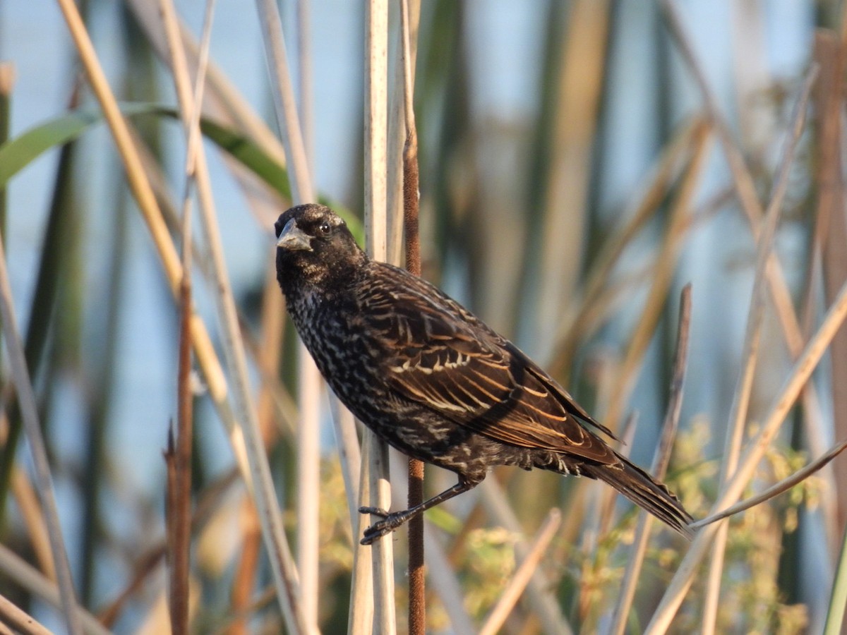 Red-winged Blackbird - ML324943141