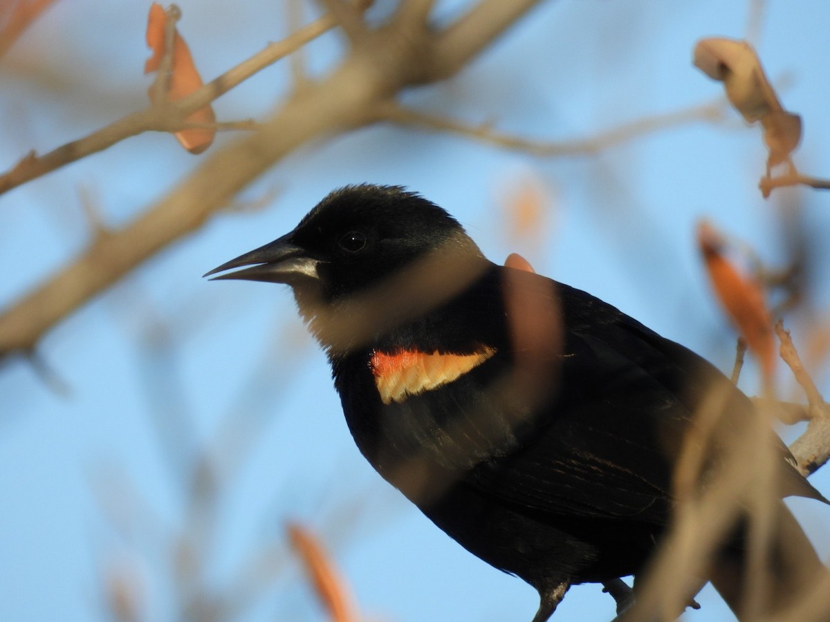 Red-winged Blackbird - ML324943191