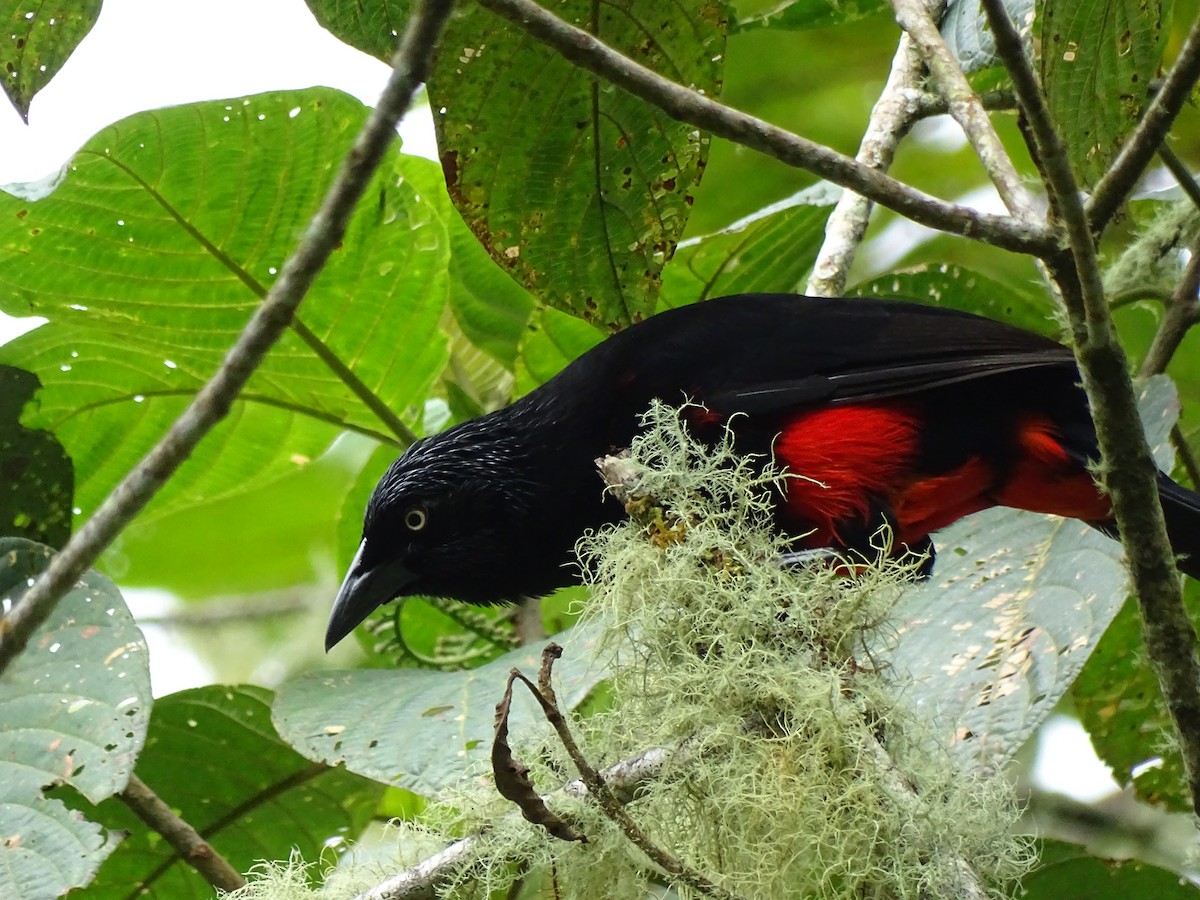 Red-bellied Grackle - Bernardo José Jiménez Mejía