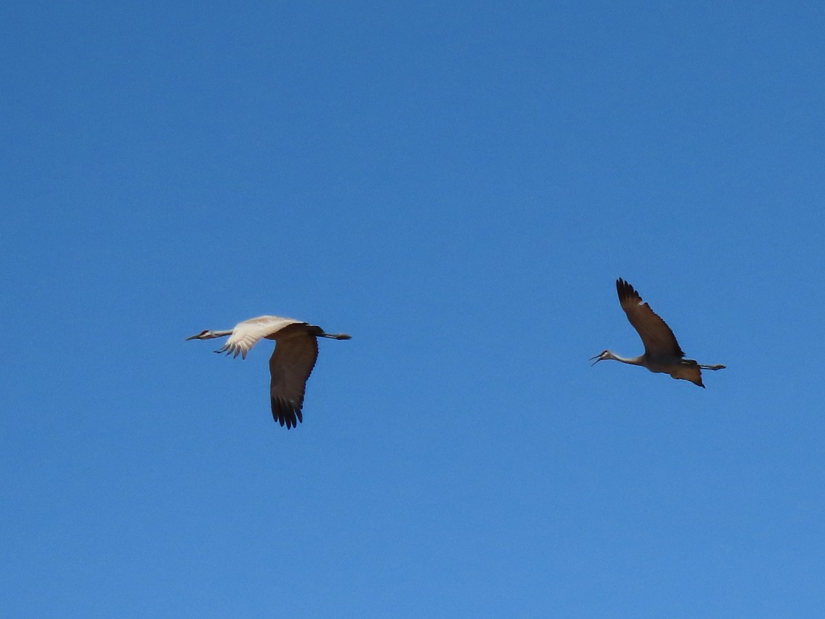 Sandhill Crane - ML324945031