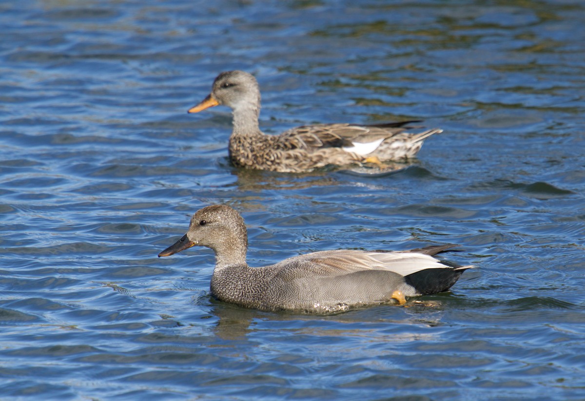 Gadwall - Kevin Scaldeferri