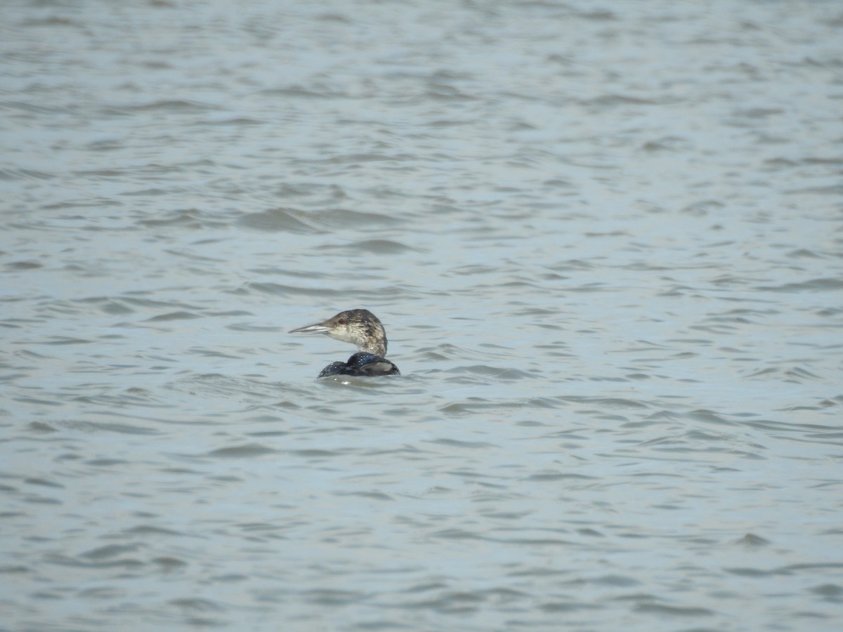 Common Loon - ML324947831