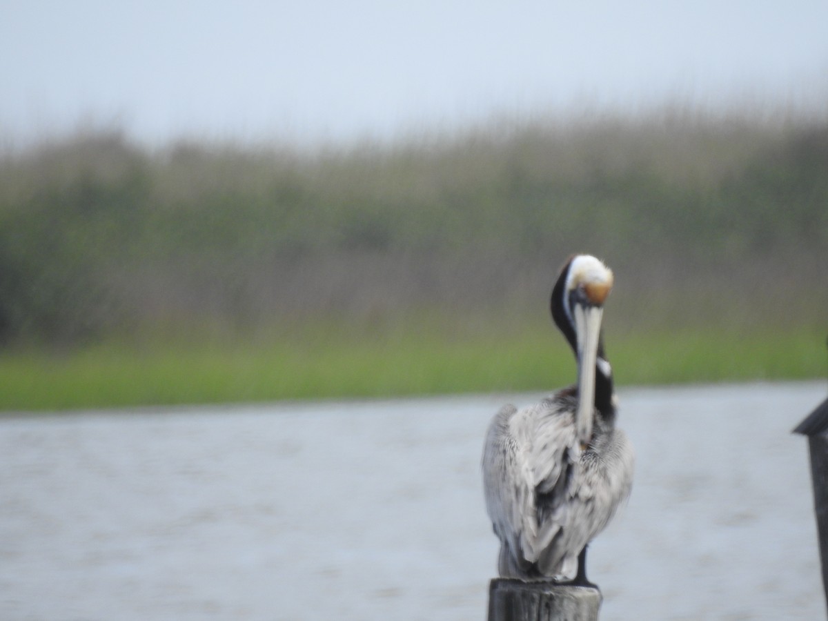 Brown Pelican - ML324948331