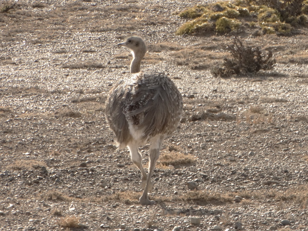 Lesser Rhea - ML324950261