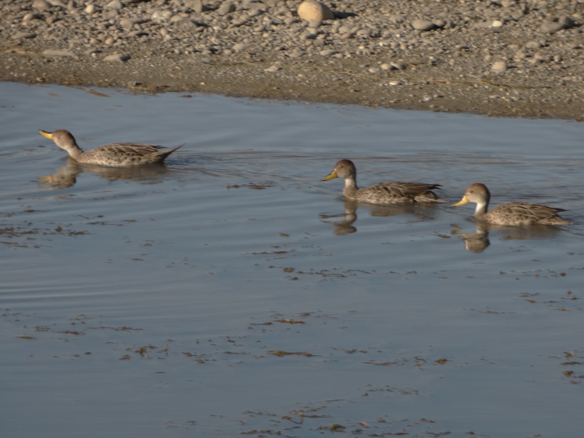 Yellow-billed Pintail - ML324950691