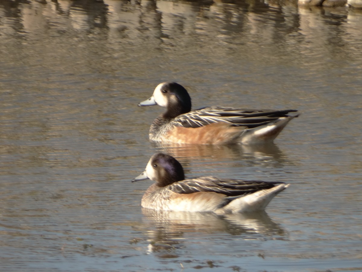 Chiloe Wigeon - Pierre Pitte