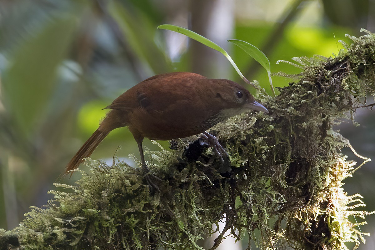 Fulvous-dotted Treerunner - ML324951401