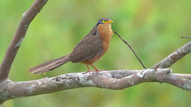 Lesser Ground-Cuckoo - ML324952641