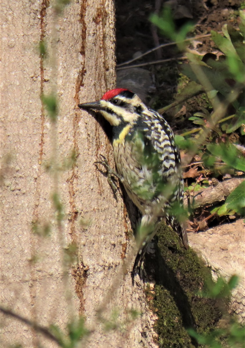 Yellow-bellied Sapsucker - Barb lindenmuth