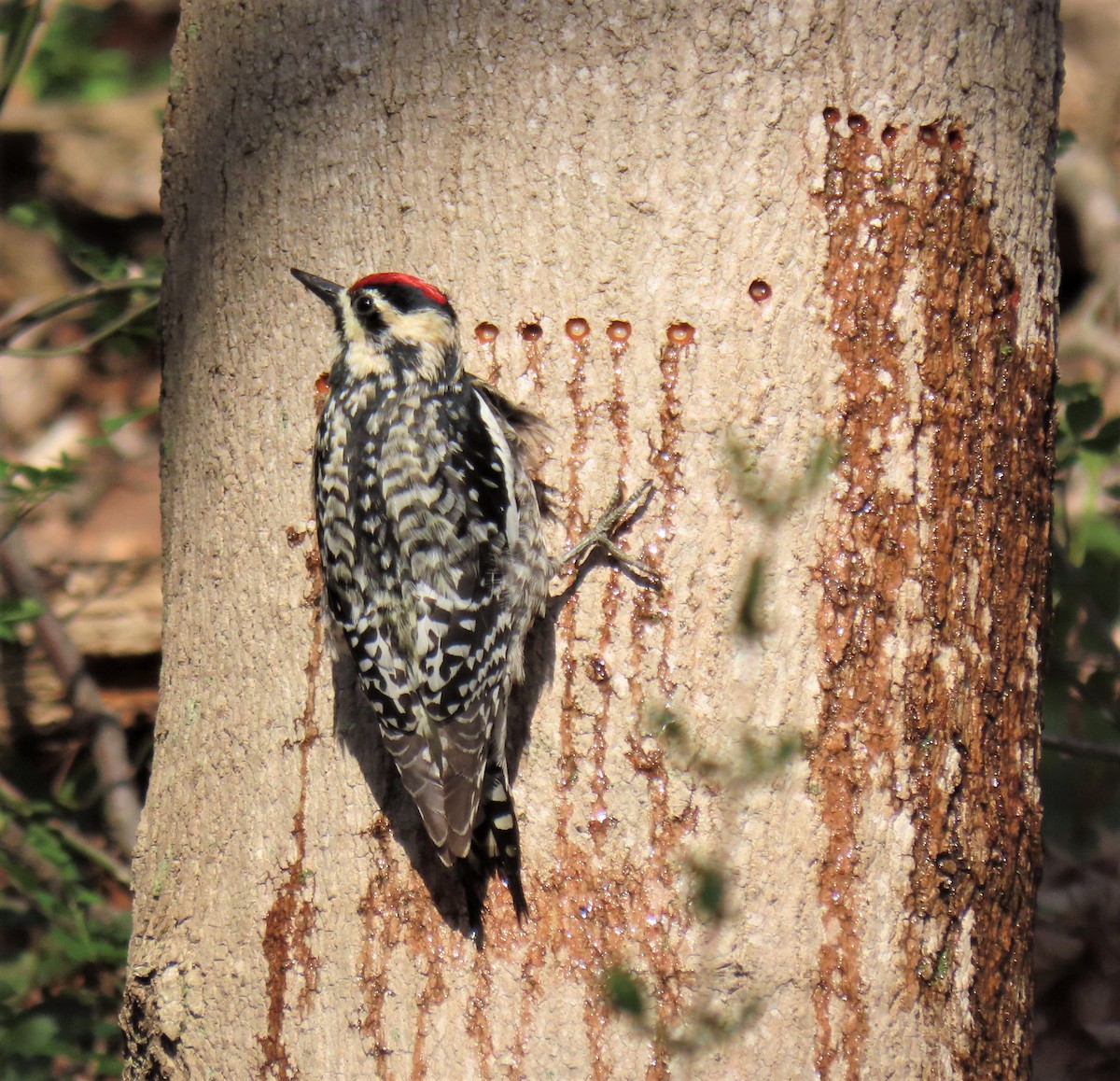 Yellow-bellied Sapsucker - ML324952791