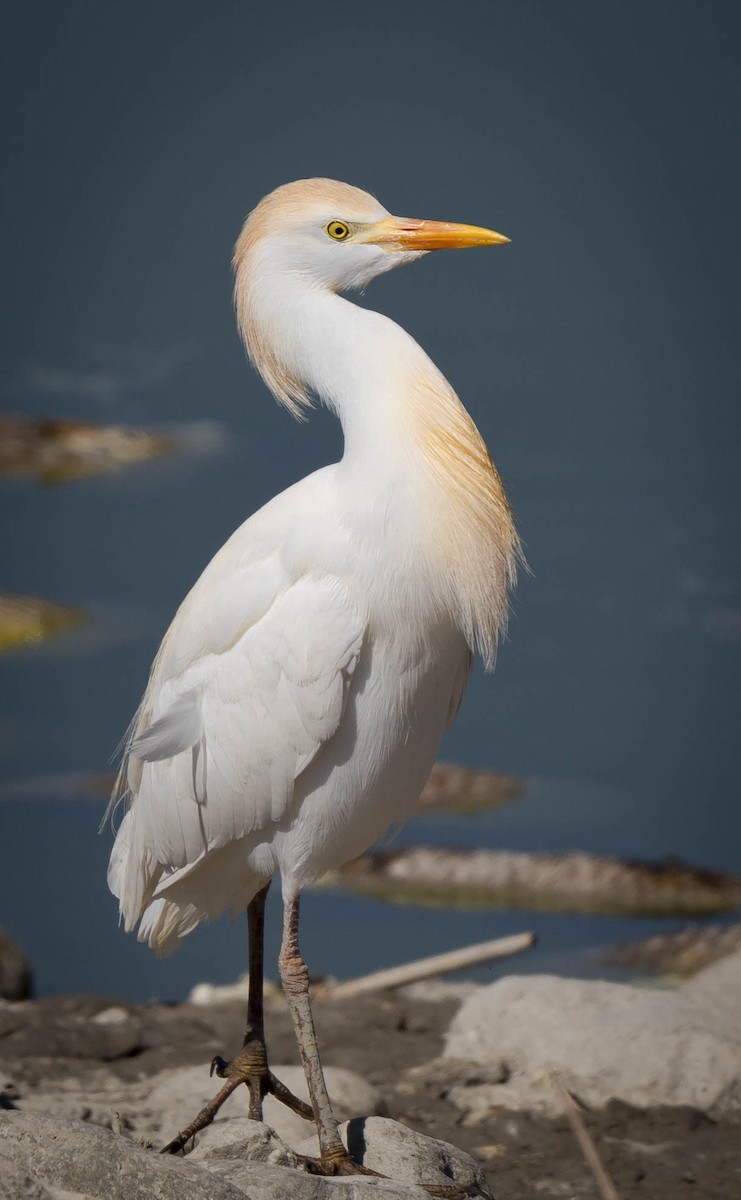 Western Cattle Egret - William Richards