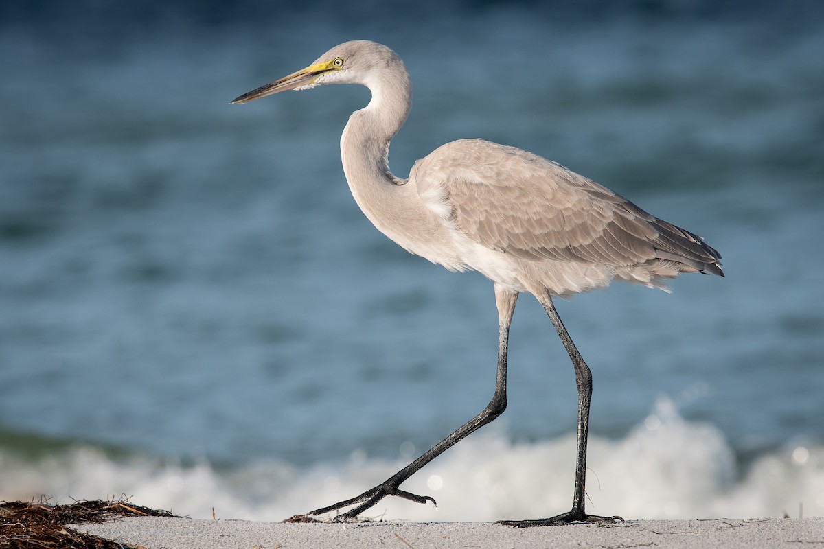 Great Egret x Great Blue Heron (hybrid) - Melissa James