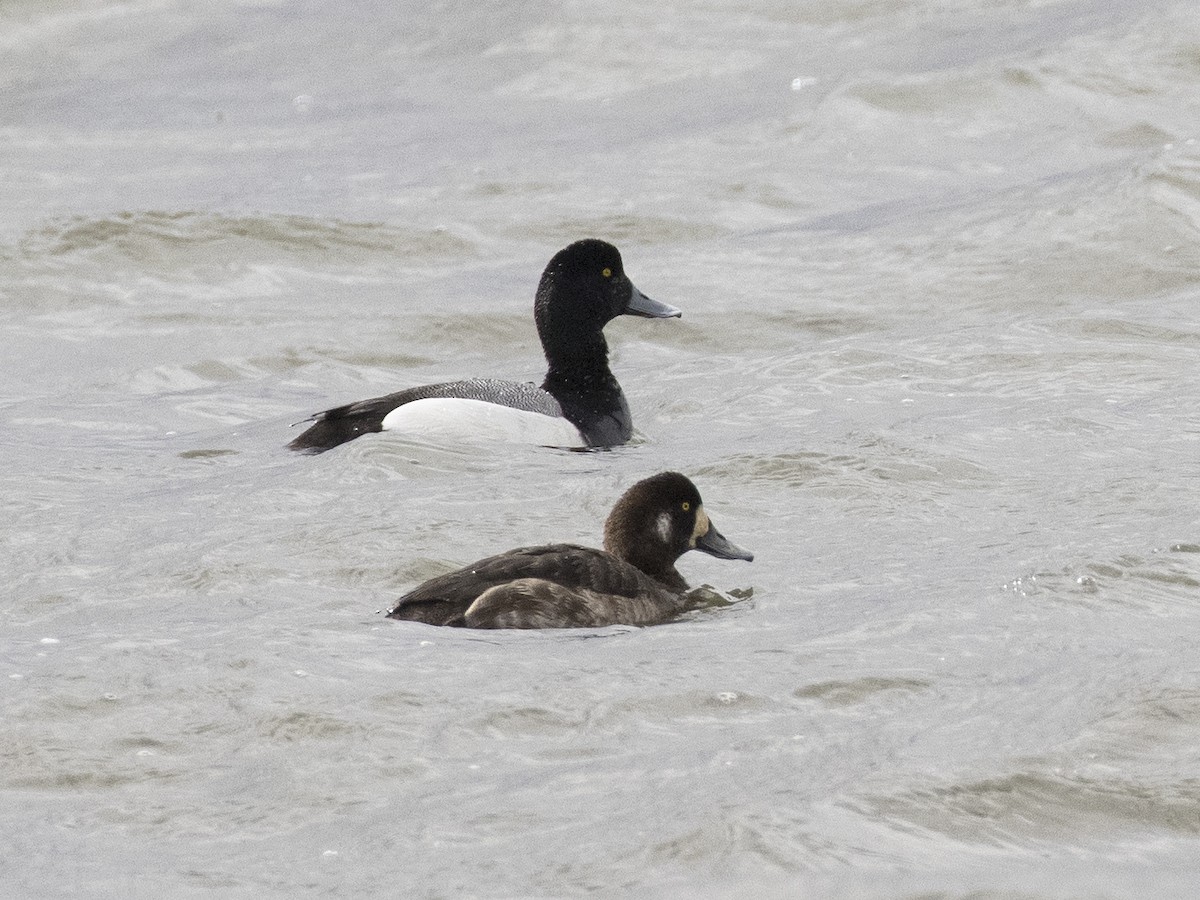 Greater Scaup - ML324956711