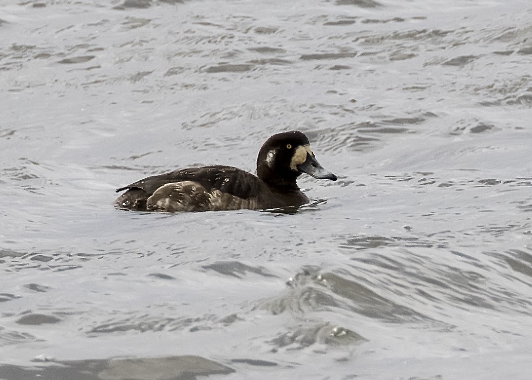 Greater Scaup - ML324956821