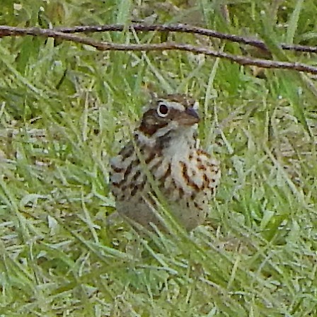 Vesper Sparrow - ML324957201