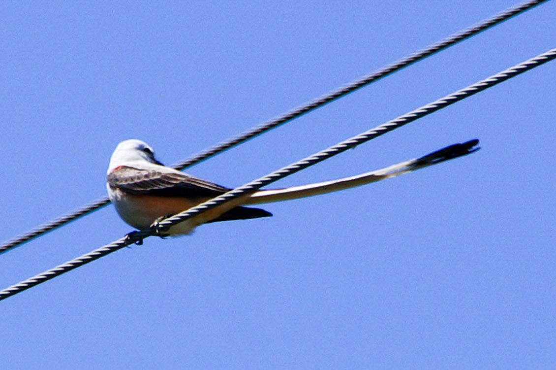 Scissor-tailed Flycatcher - ML324957731