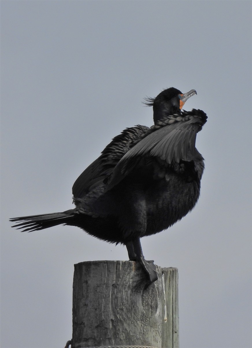 Cormoran à aigrettes - ML324958371